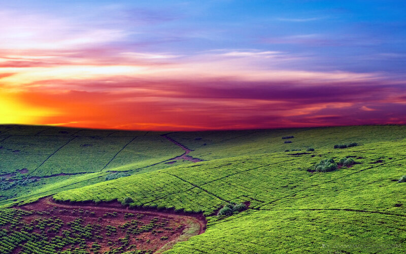 Green Tea Fields at Sunset — Dramatic