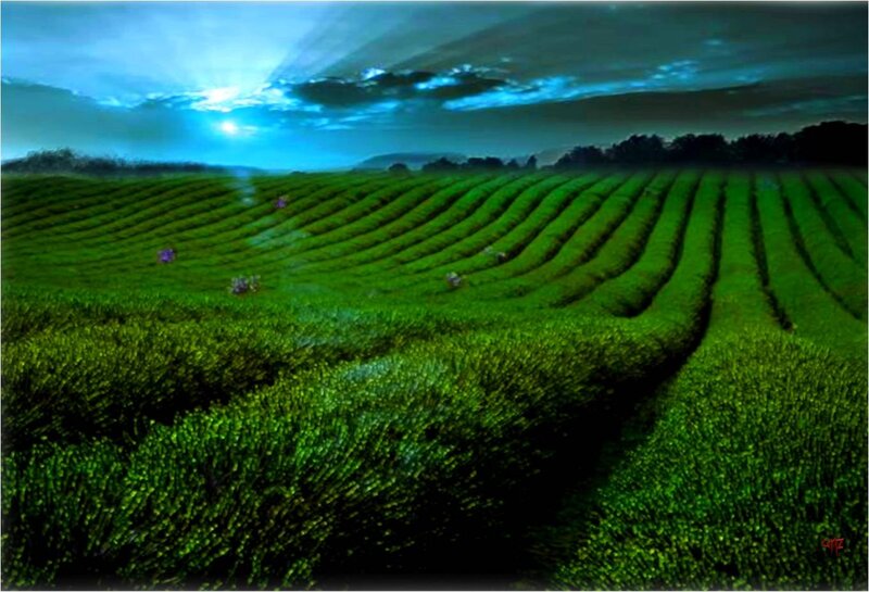 Green Tea Fields — Dramatic, Night