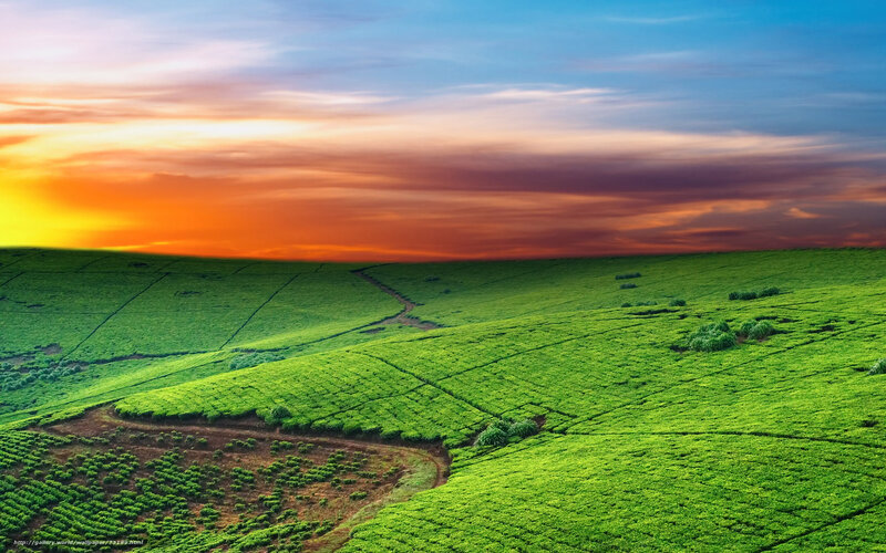 Green Tea Fields — Serene