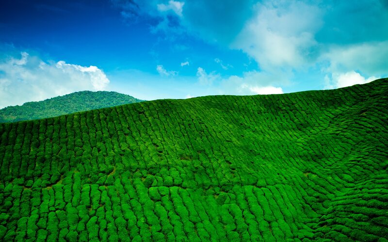 Green tea fields under blue sky