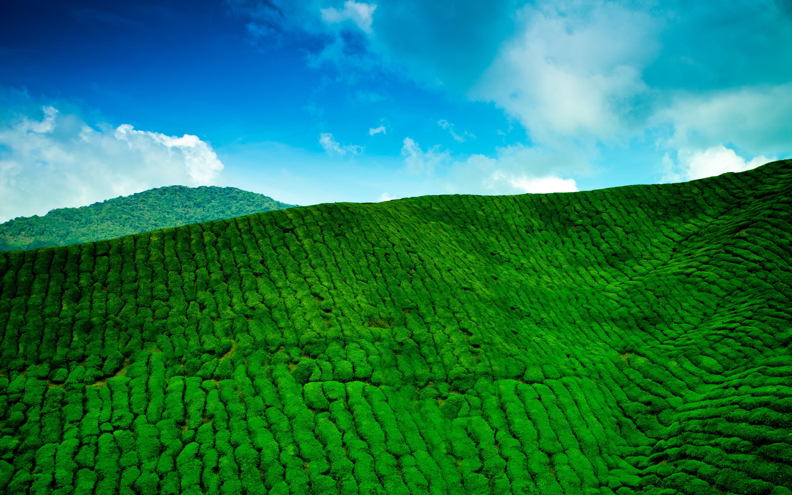 Green tea fields under blue sky