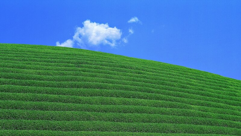 Green tea fields under blue sky