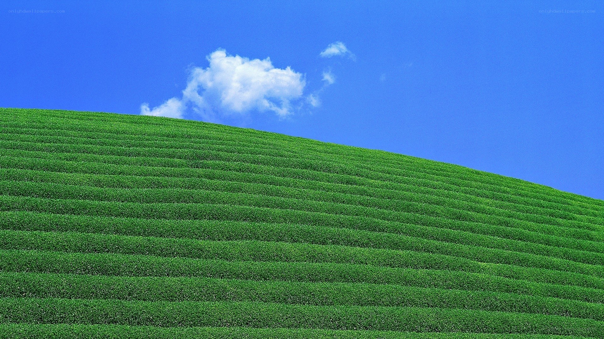 Green tea fields under blue sky