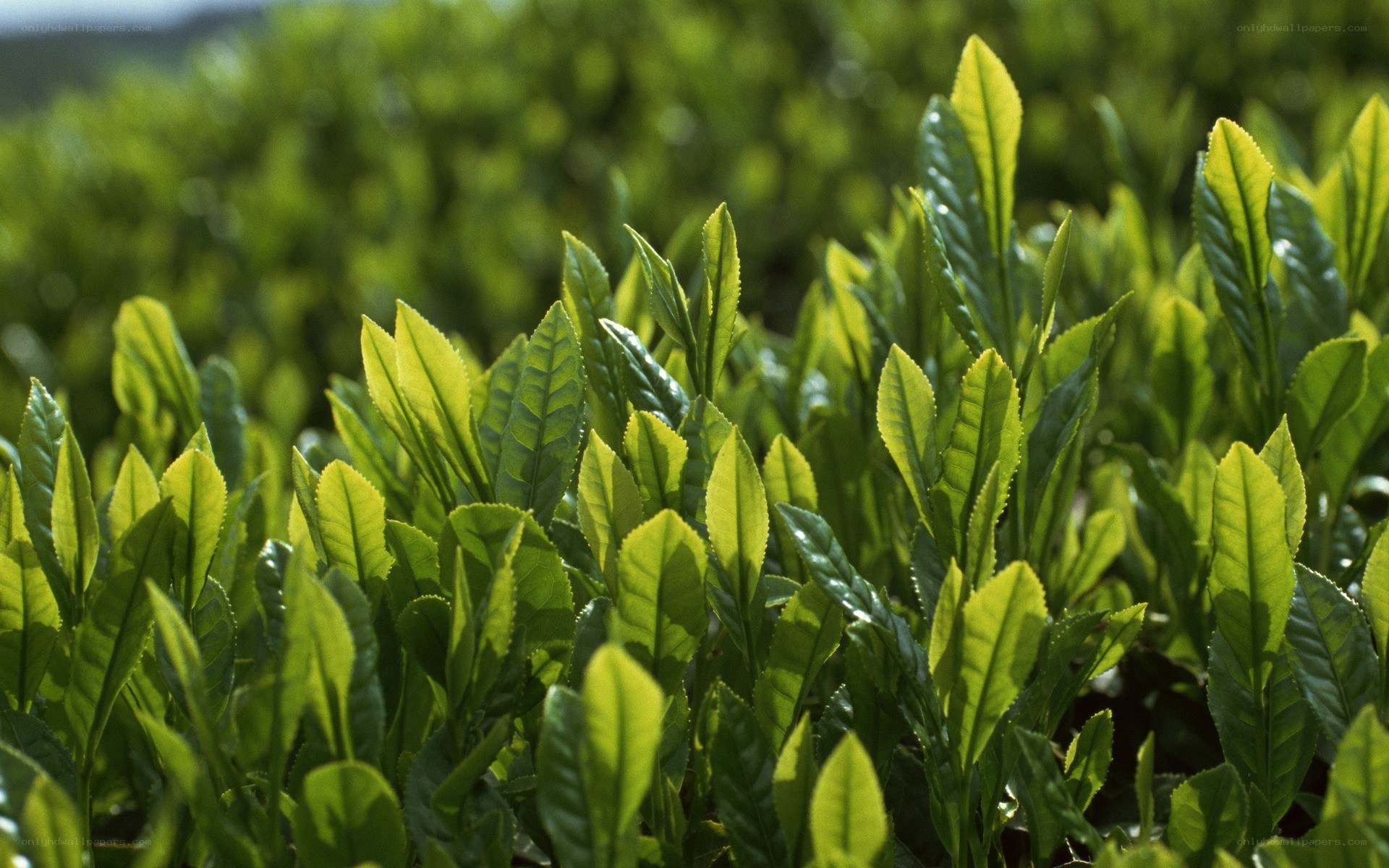 Green tea leaves in a field