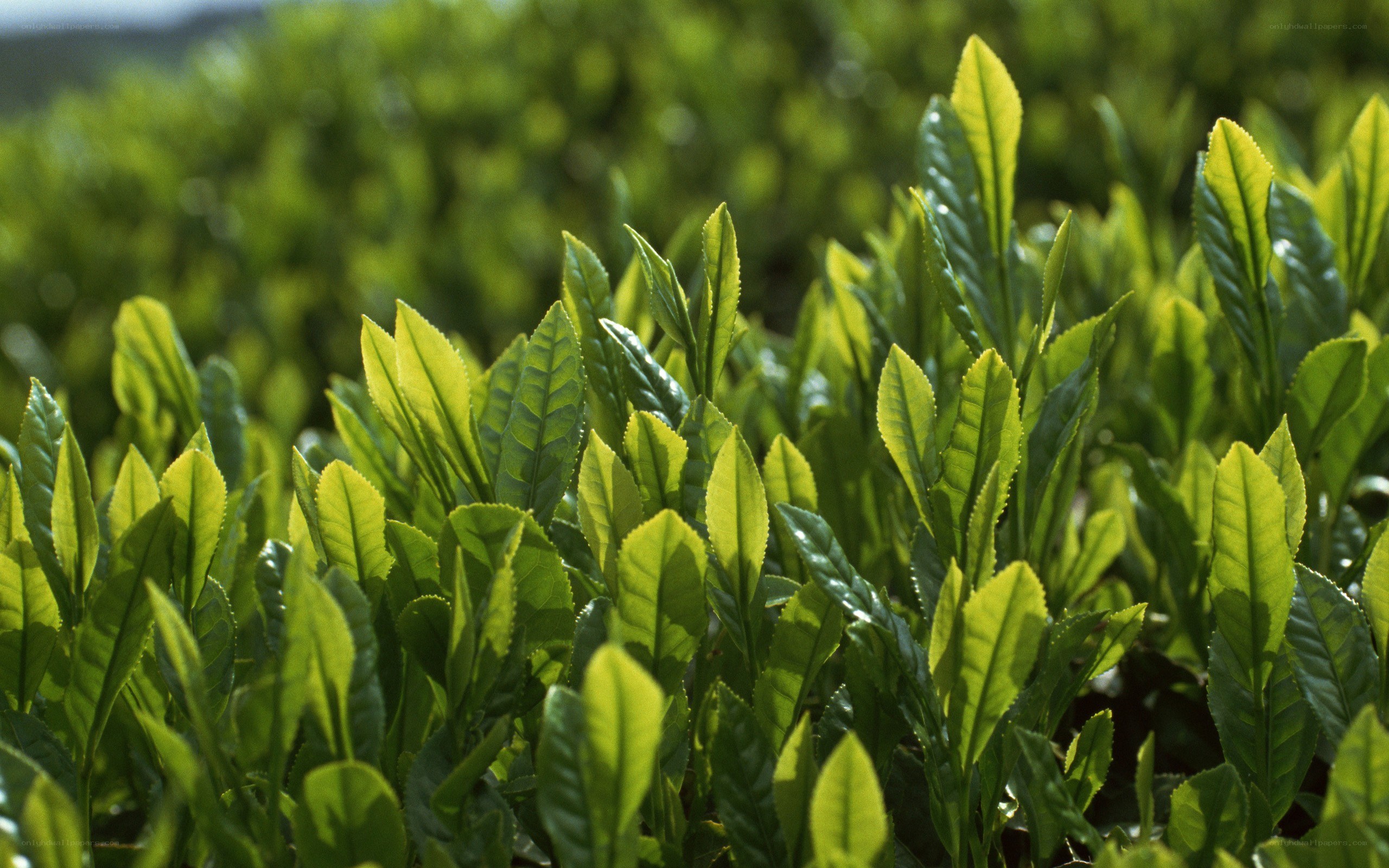 green tea leaves in sunlight