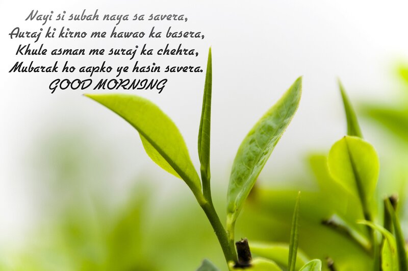Green Tea Leaves — Serene, Morning