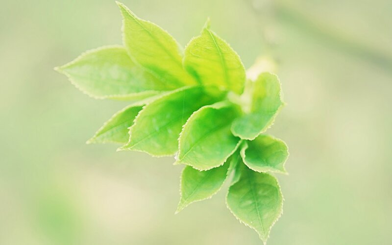 Green Tea Leaves — Serene, Spring