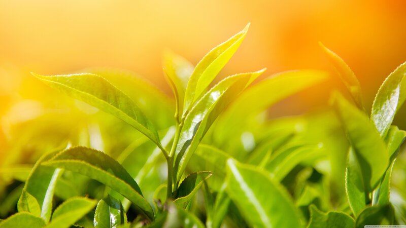 Green Tea Leaves