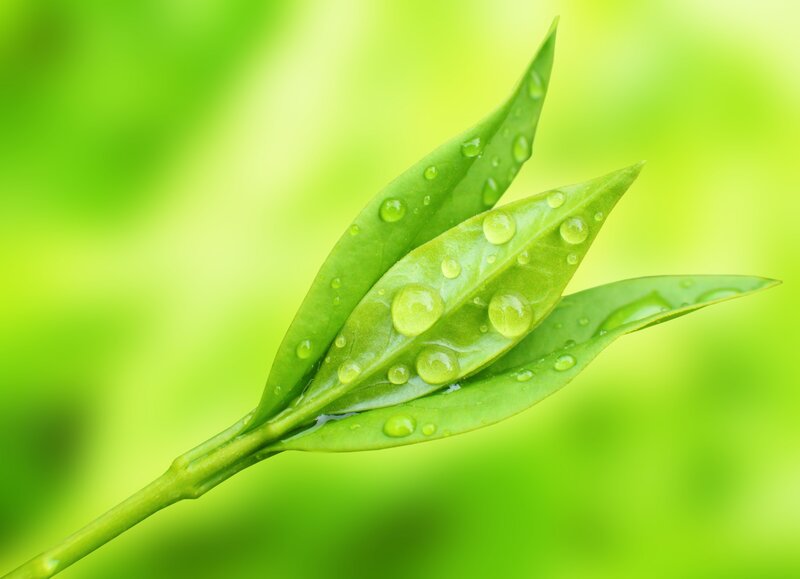Green Tea Leaves with Dew
