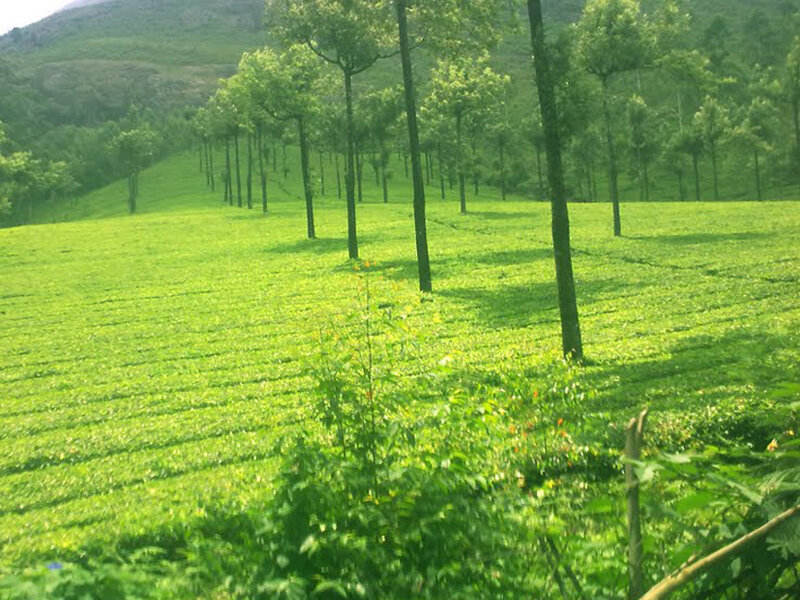 Green tea plantation field