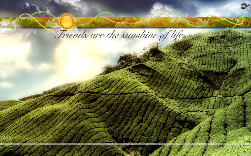 Green Tea Plantation