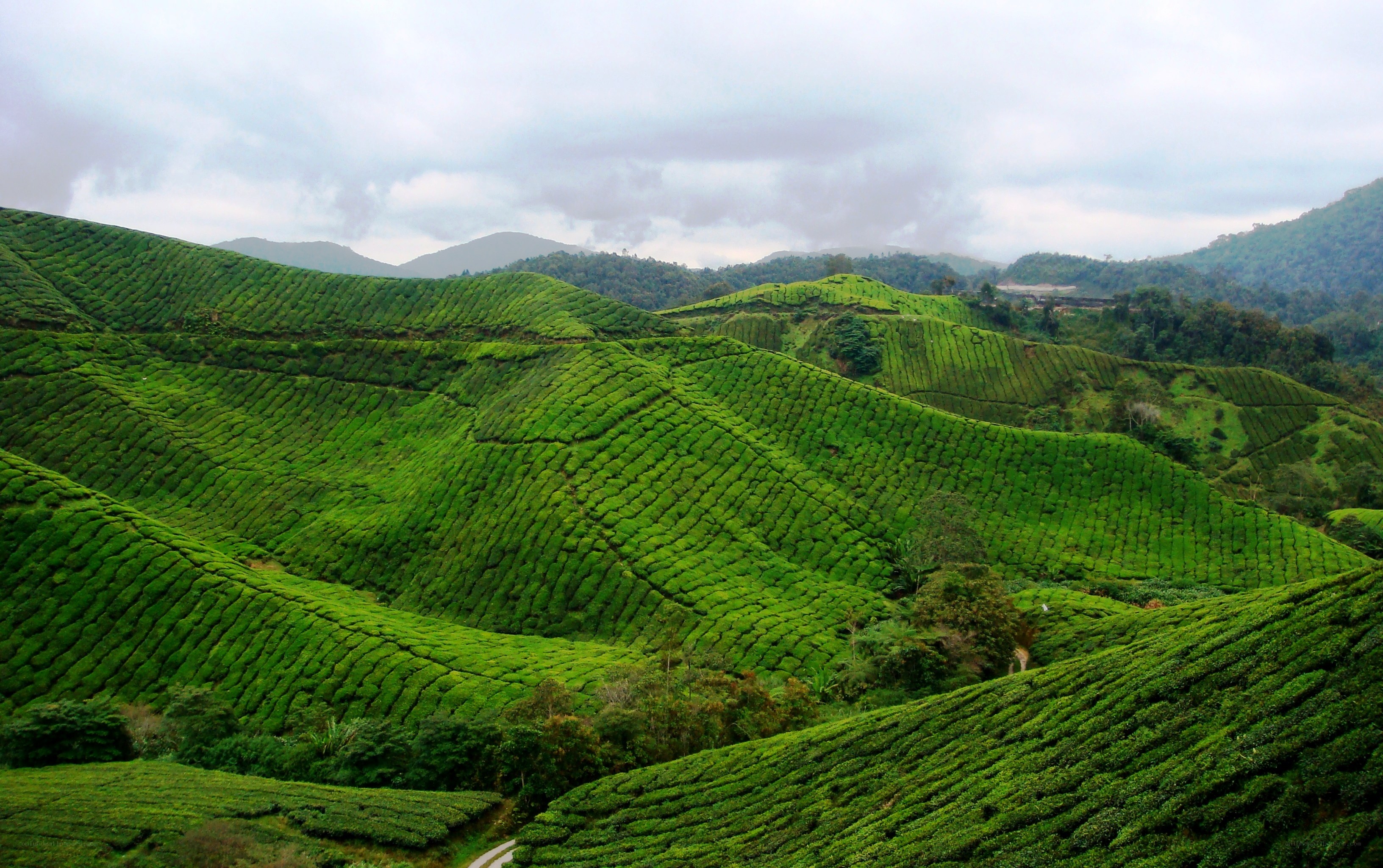 green tea plantations in hills