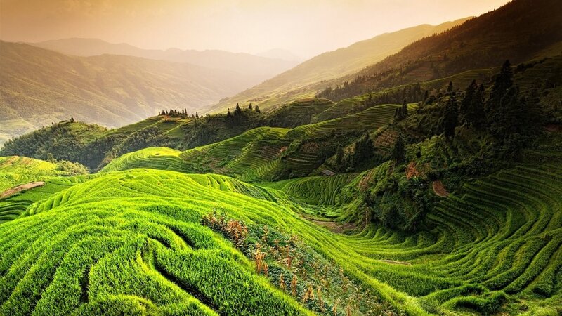 Green Terraced Rice Fields — Serene