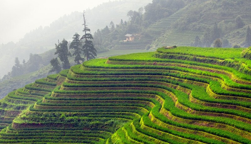 Green Terraced Rice Fields