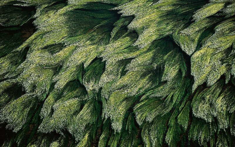 Green textured surface