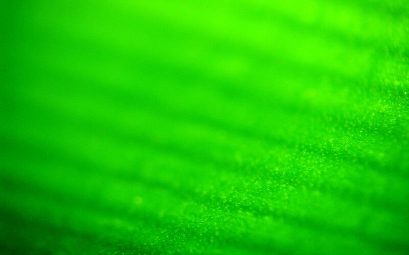 Green Textured Surface — Serene