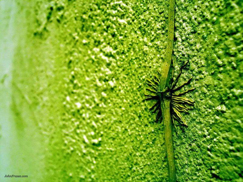 green textured surface with plant stem
