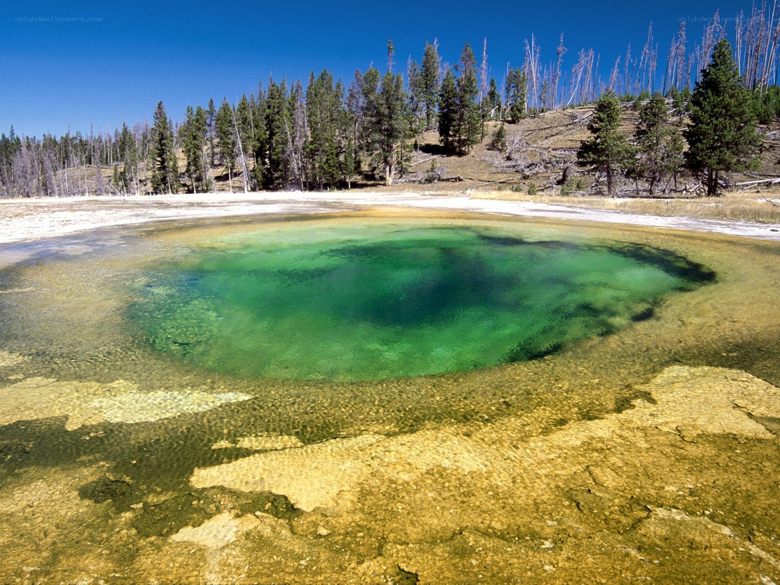 Green thermal pool in forest