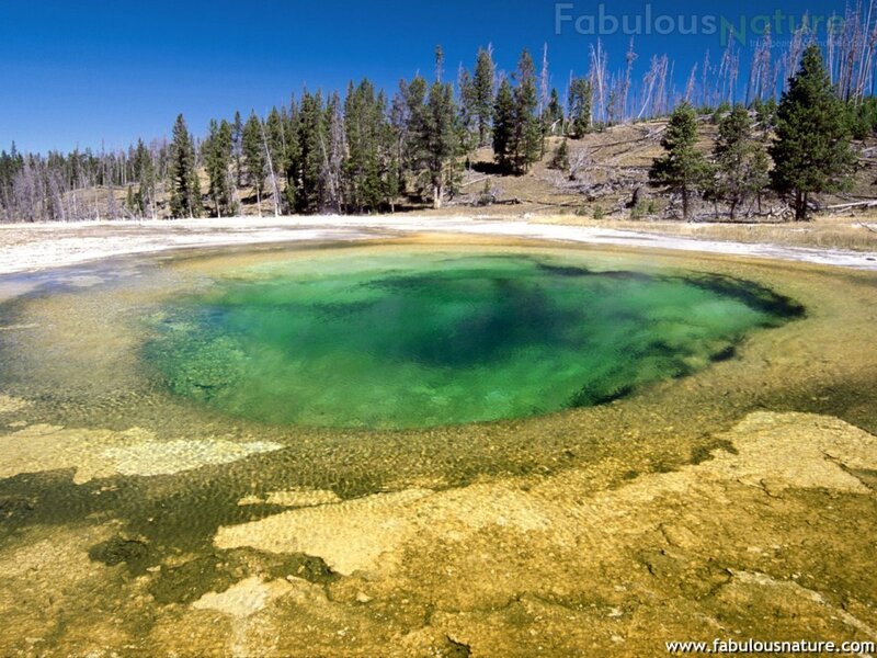 green thermal pool in forest