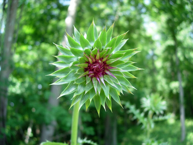 green thistle flower bud