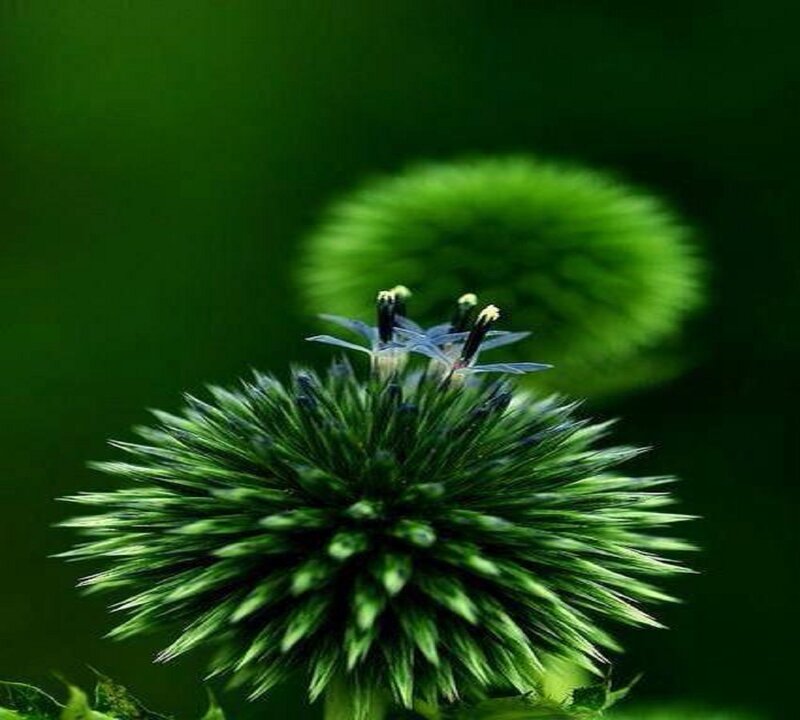 Green Thistle Flower — Serene