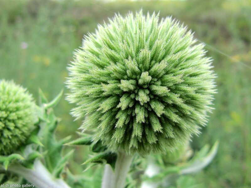 Green Thistle Flower