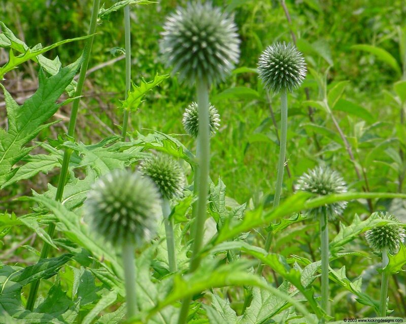 Green Thistle-like Flowers