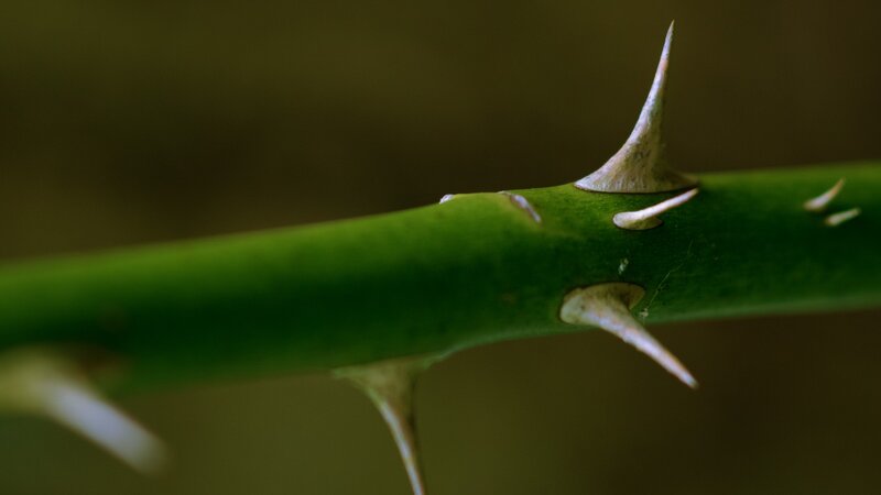 Green Thorny Branch