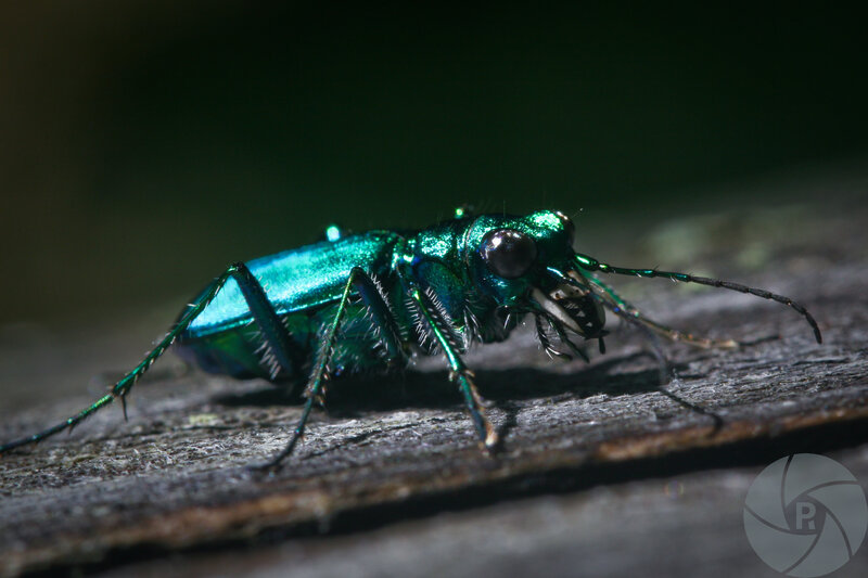 Green Tiger Beetle — Dramatic