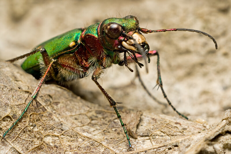 green tiger beetle on leaf