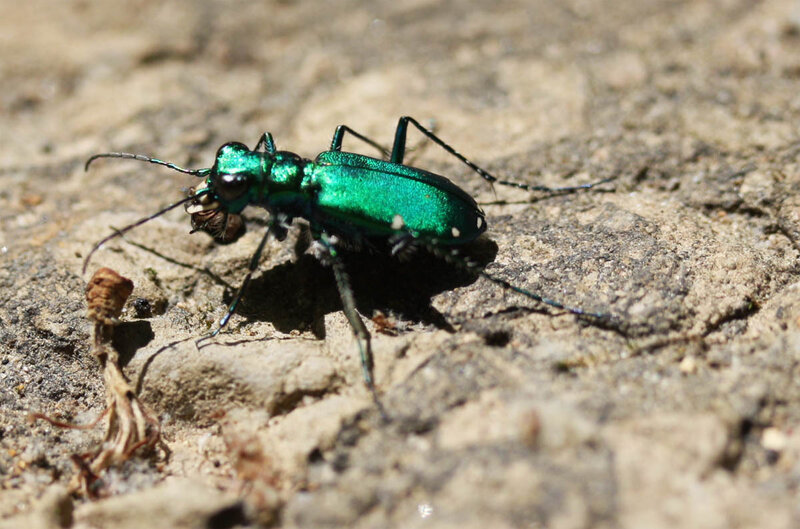 green tiger beetle on rock
