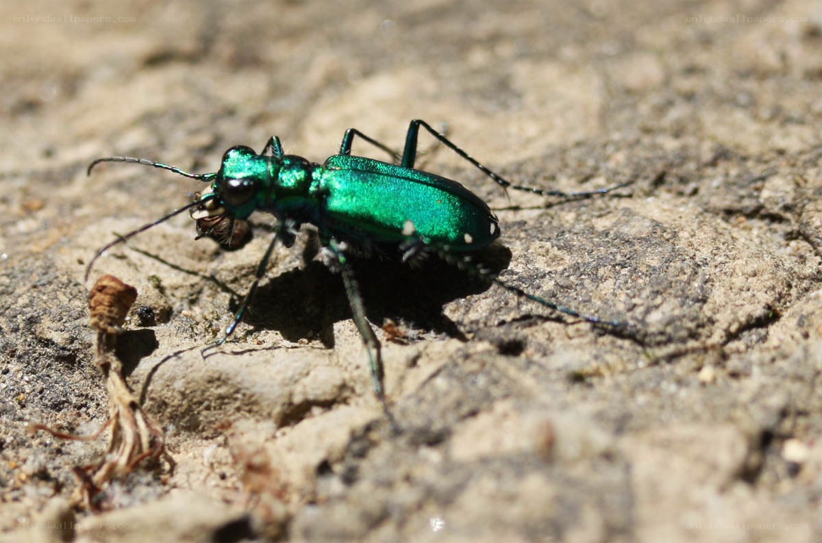 green tiger beetle on rock