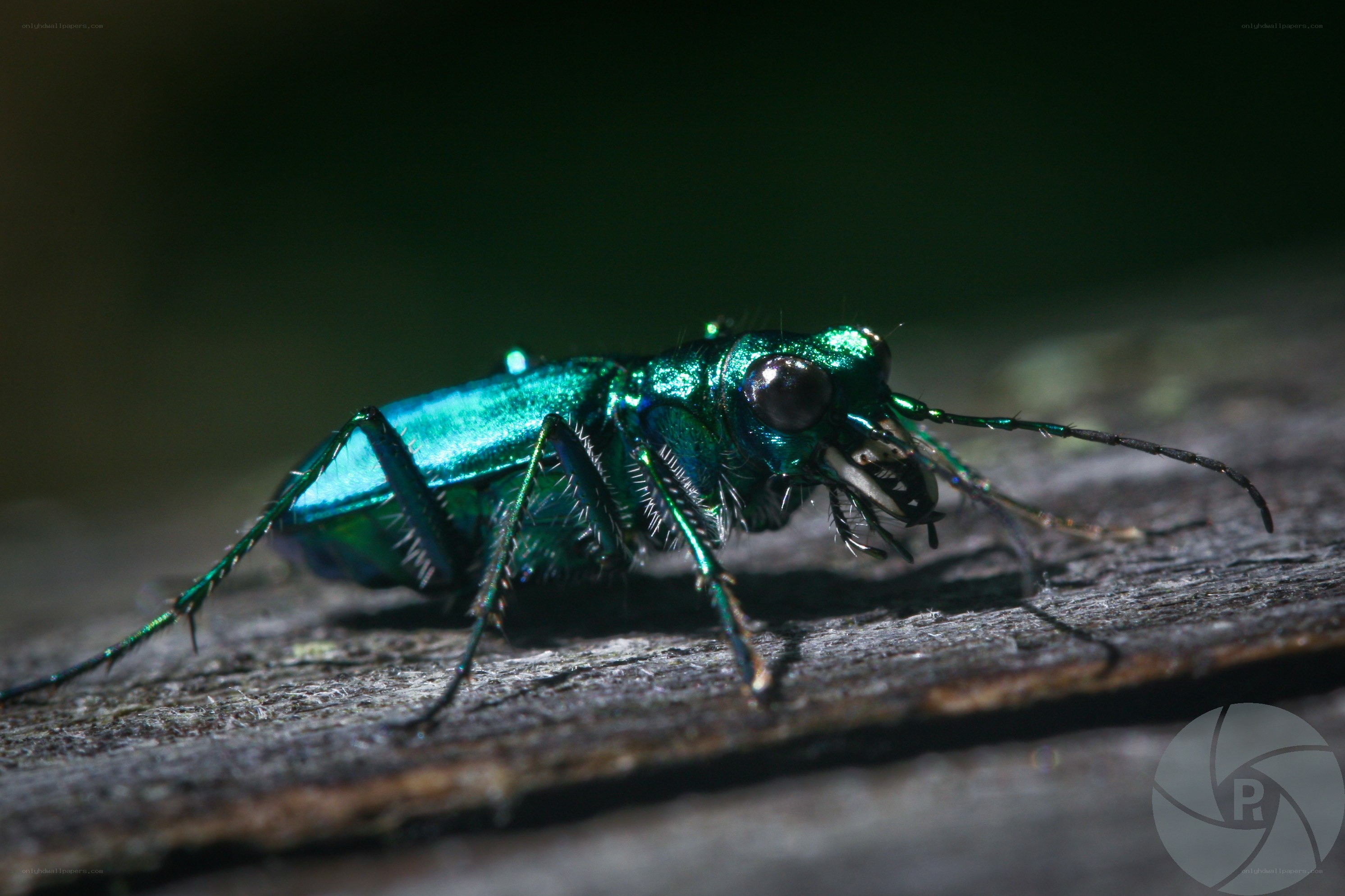 green tiger beetle on wood