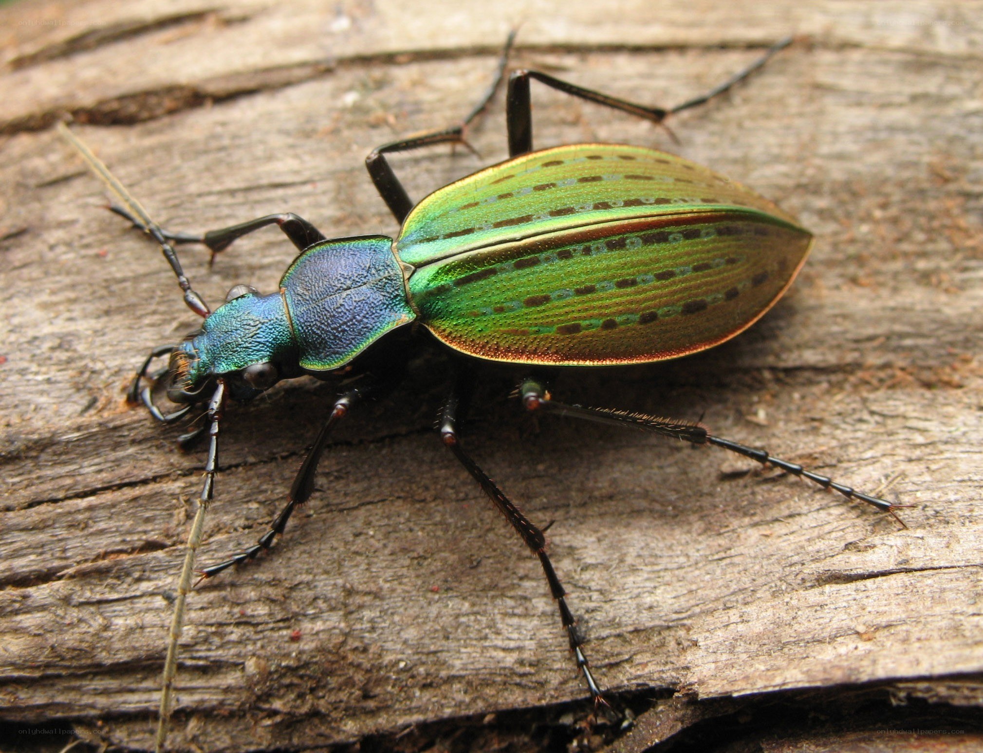 green tiger beetle on wood