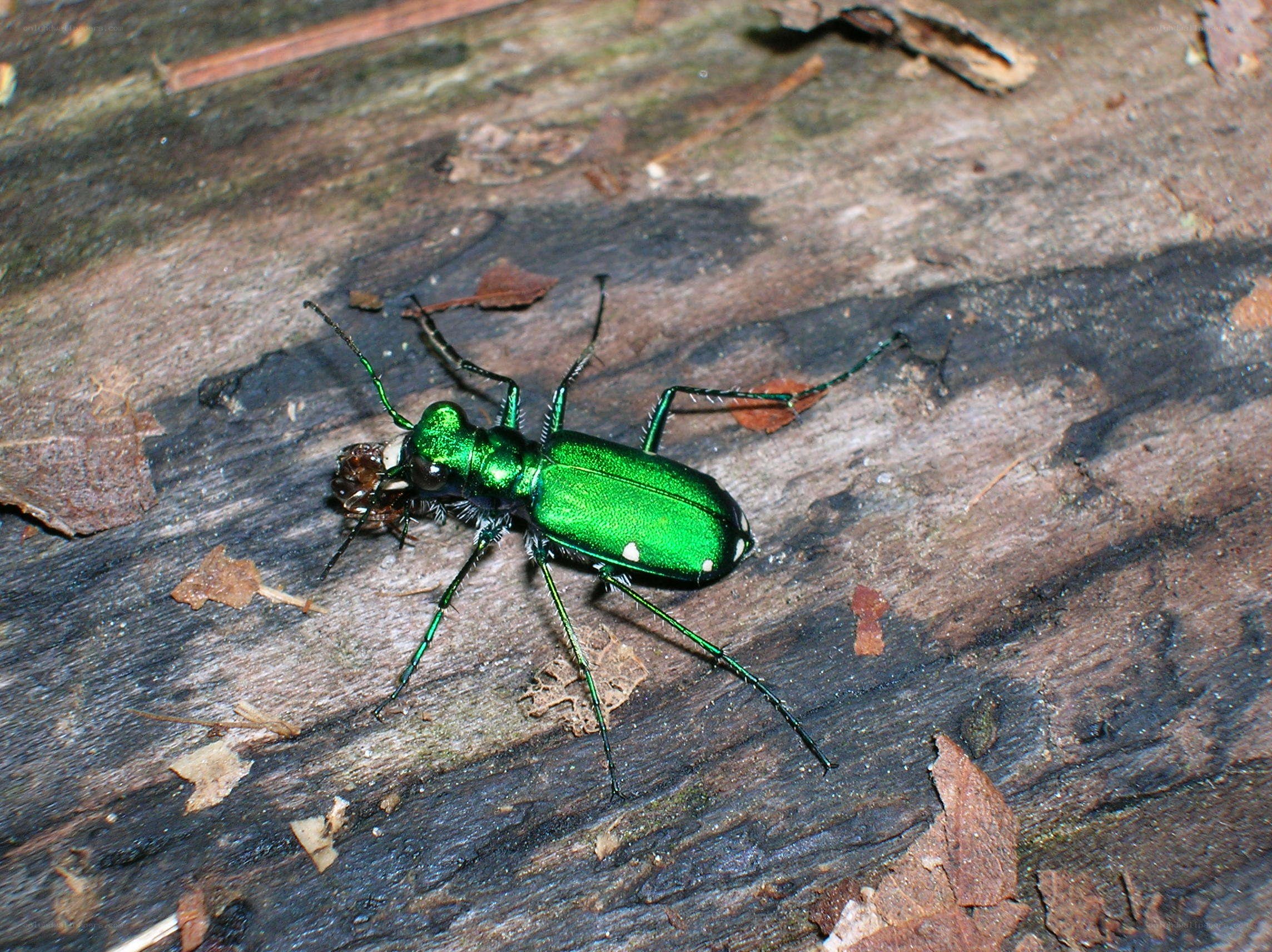 green tiger beetle on wood