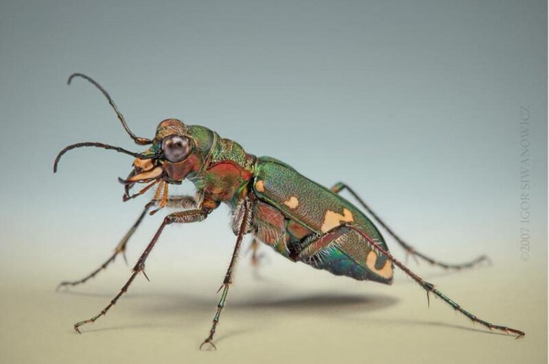 Green Tiger Beetle