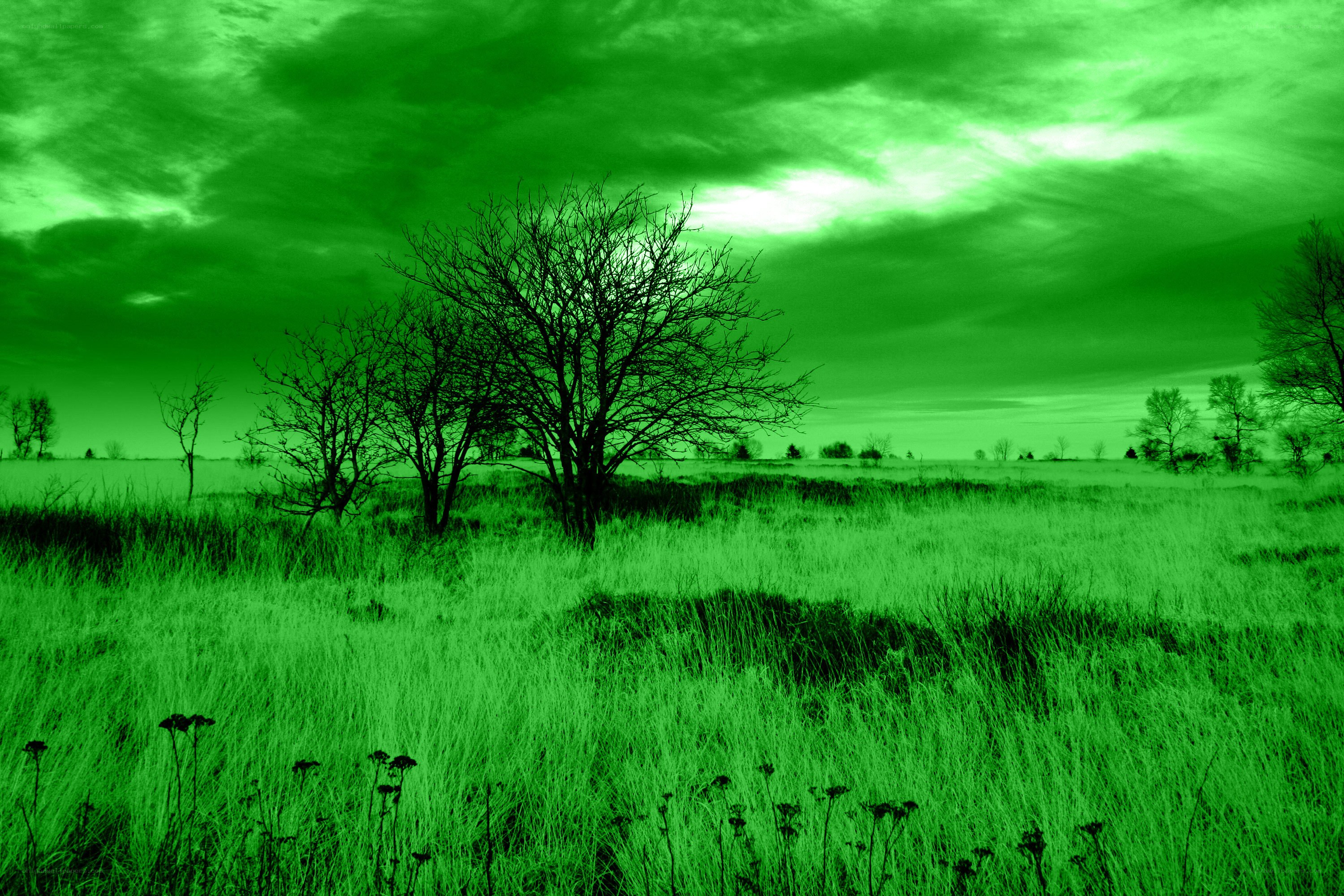 Green-tinted field with bare trees