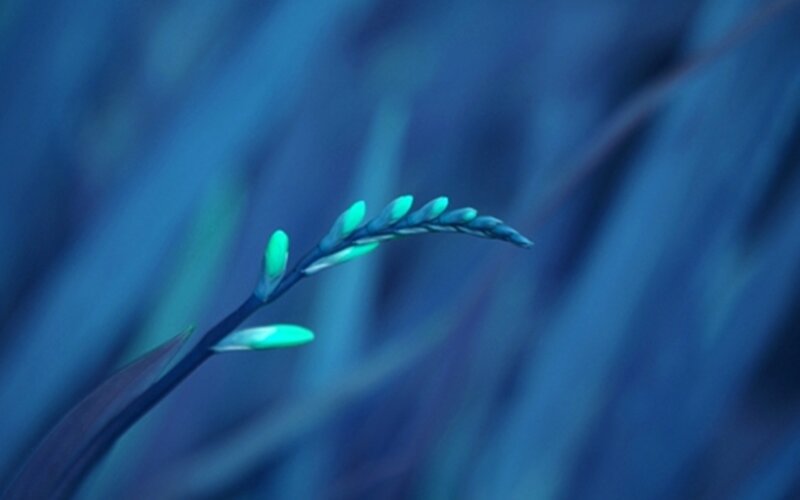 Green-tipped Plant Bud