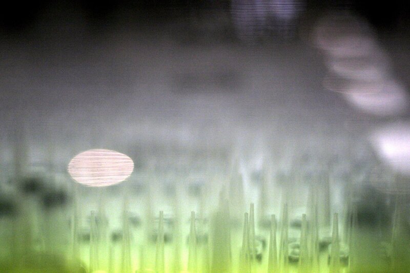 Green-tipped Rods in Fog