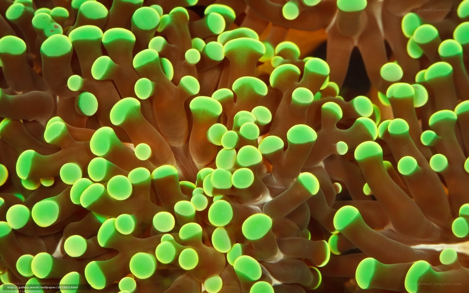 Green-tipped sea anemone
