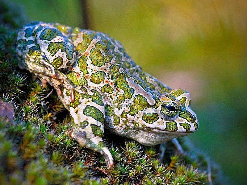 green toad on moss