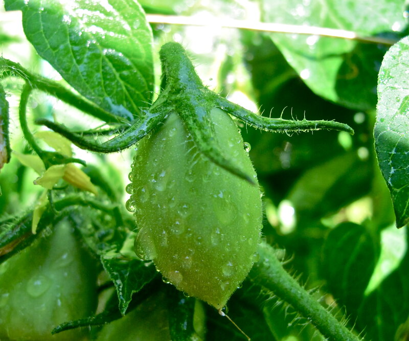 Green Tomato on Vine — Natural
