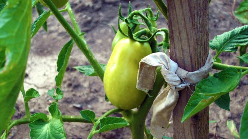 green tomato on vine