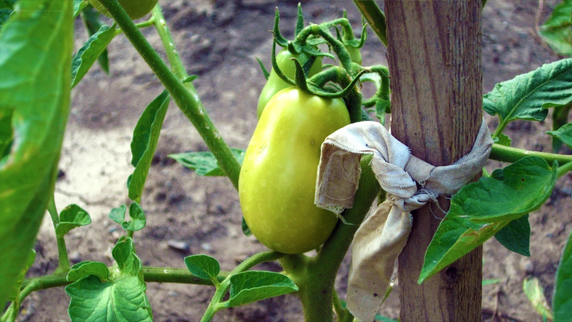green tomato on vine