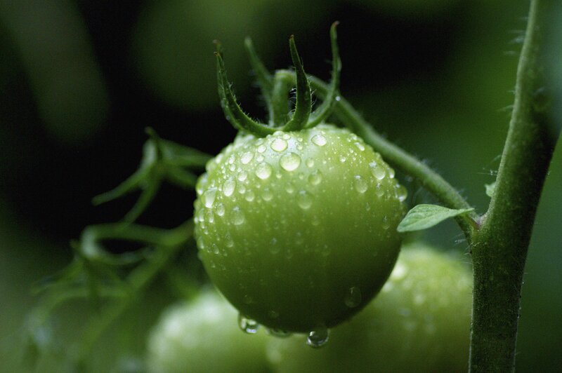 Green tomato with water droplets