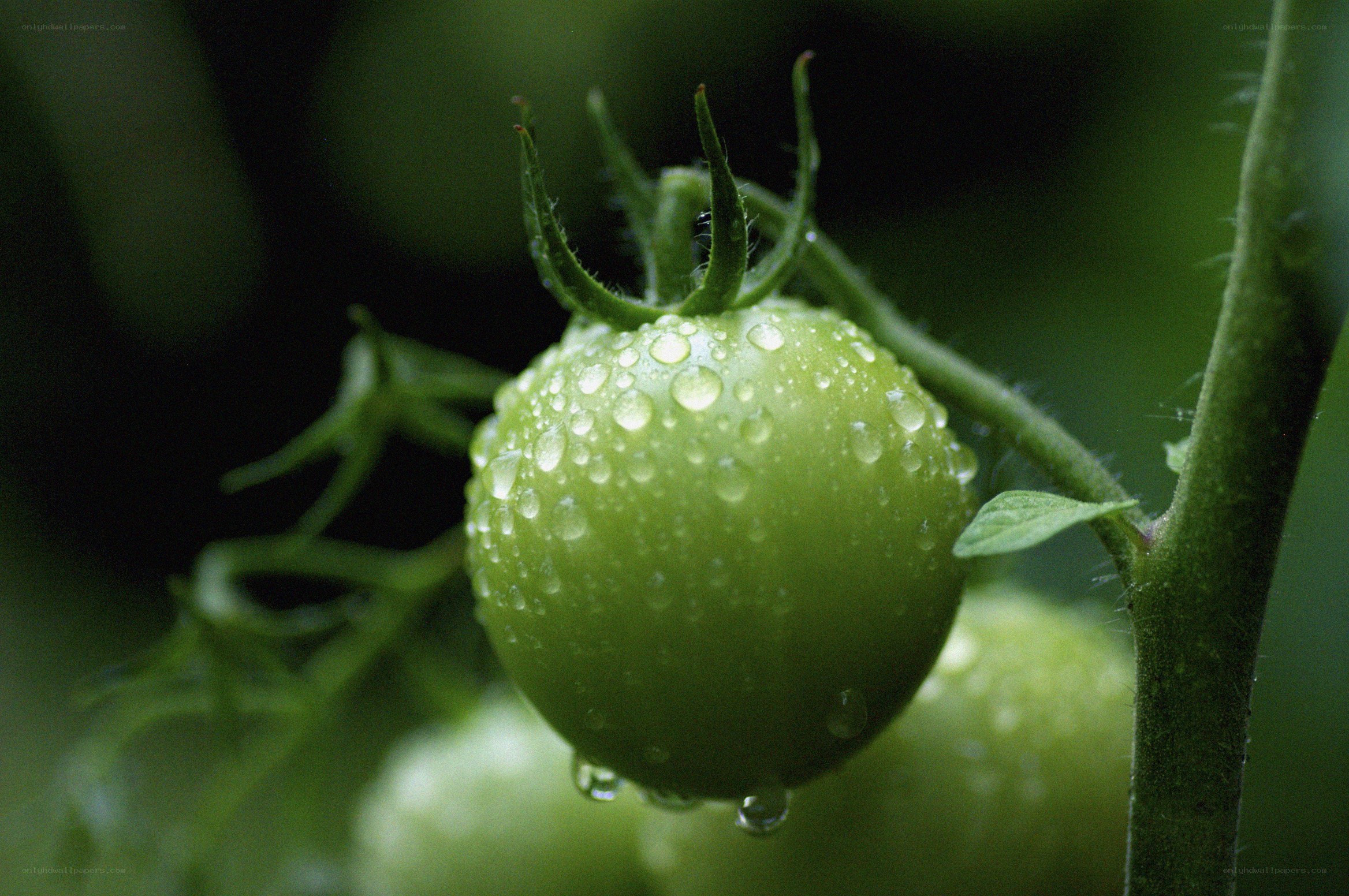 Green tomato with water droplets