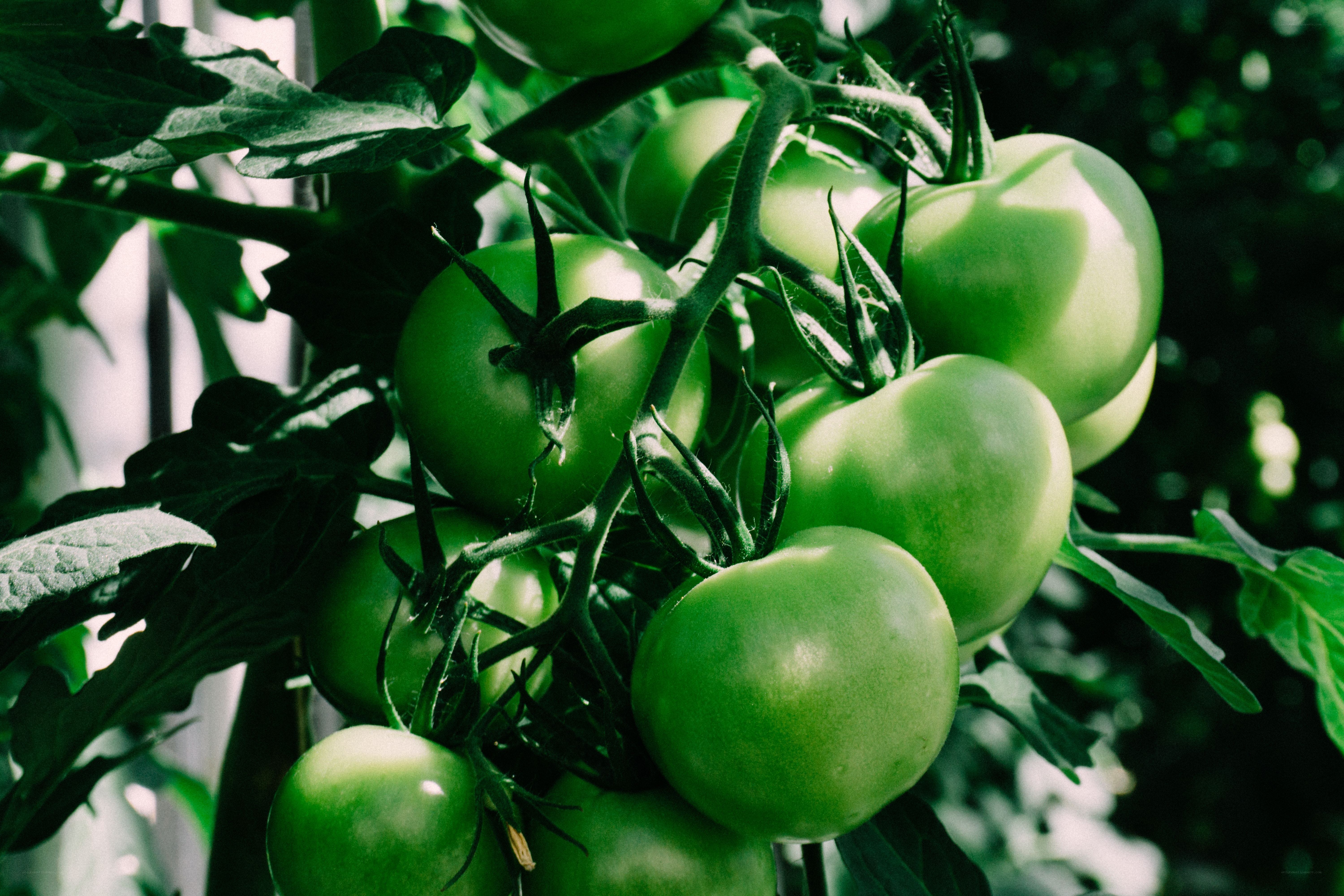 green tomatoes on a vine