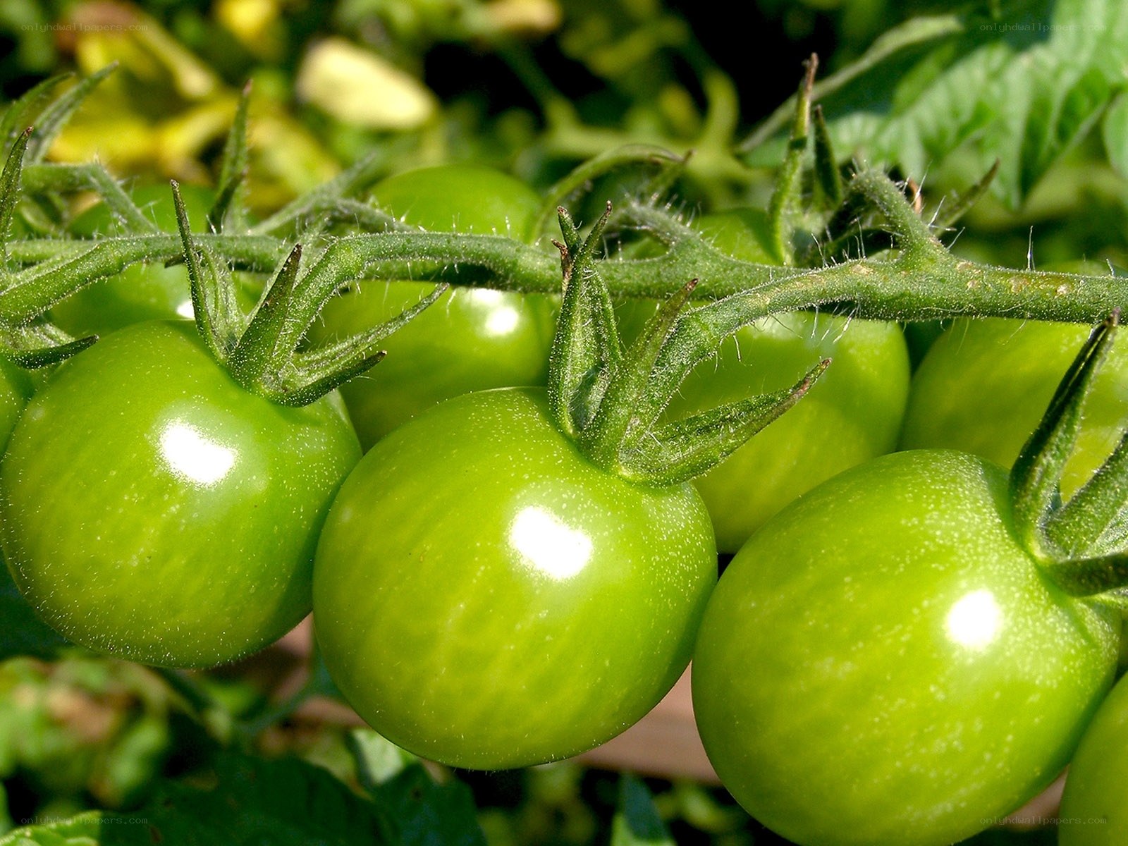 green tomatoes on the vine