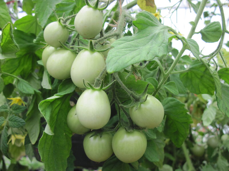 Green Tomatoes on Vine — Natural, Photograph