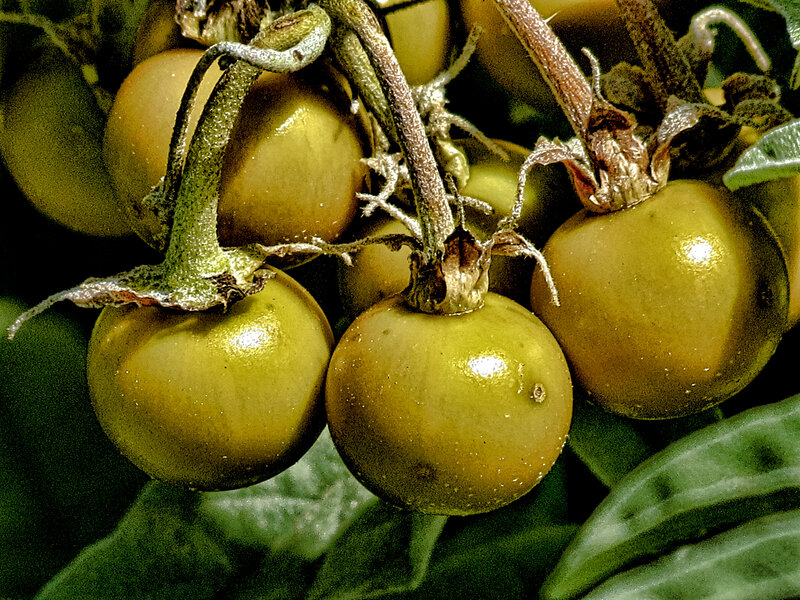 Green Tomatoes on Vine — Natural